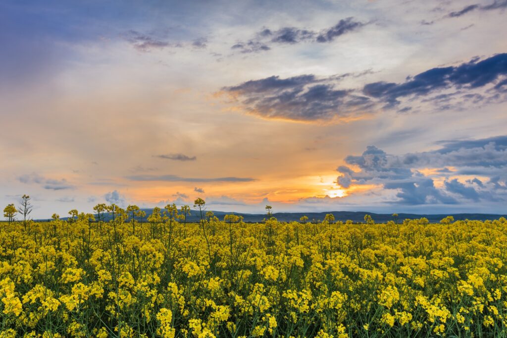 rape field at sunset